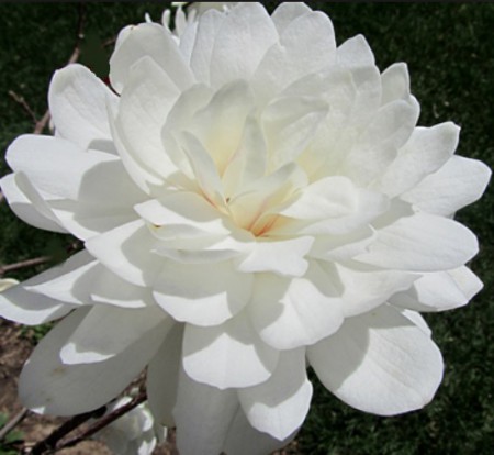 Magnolia loebneri 'Wildcat', šácholan Loebnerův 'Wildcat', 60-80, k10l